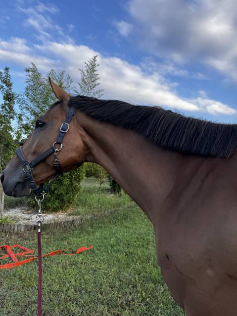 à vendre, cheval de sport