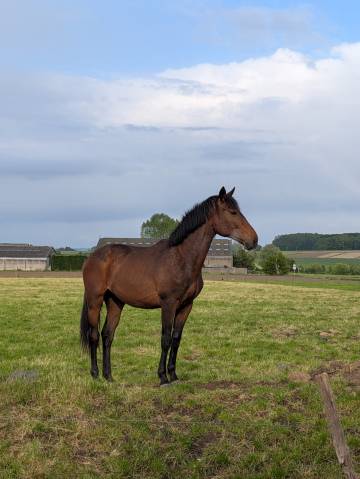 Poulain castré 2 ans bwp