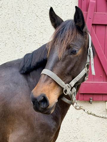 Jument onc à vendre 