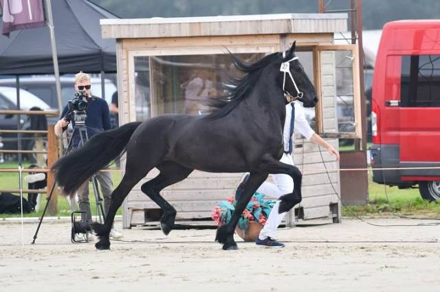 Magnifique jument frison ster gestante 