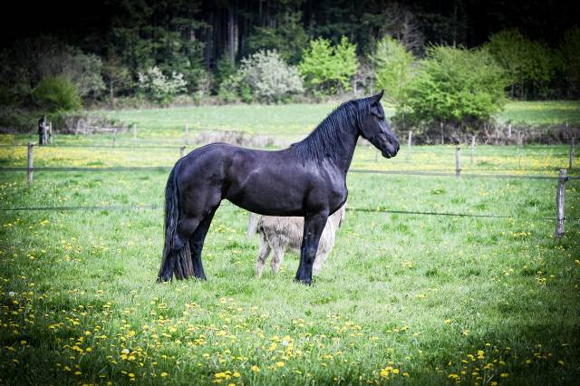 Magnifique jument frison 1m70
