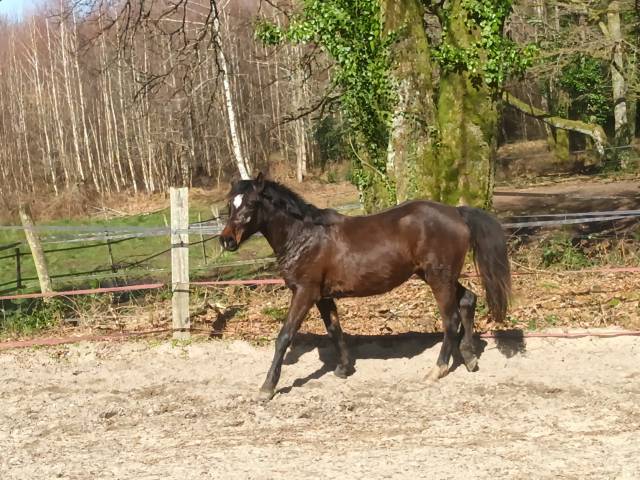 Ponette 2 ans pfs