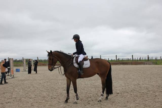 Hongre de 5ans à vendre 