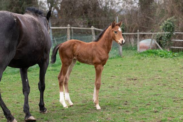 Foal mâle par balou du reventon