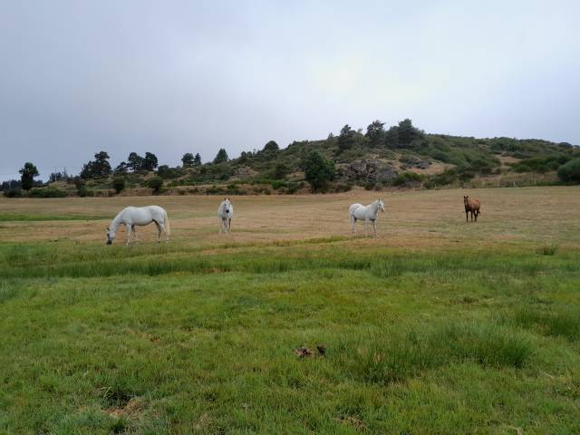 La retraite de votre cheval en lozère.