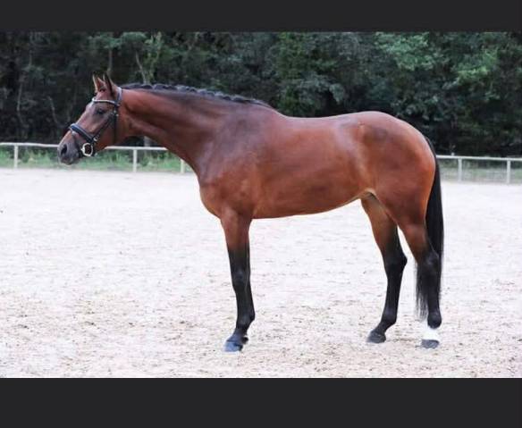 Jument - kwpn - 15 ans - dressage - france