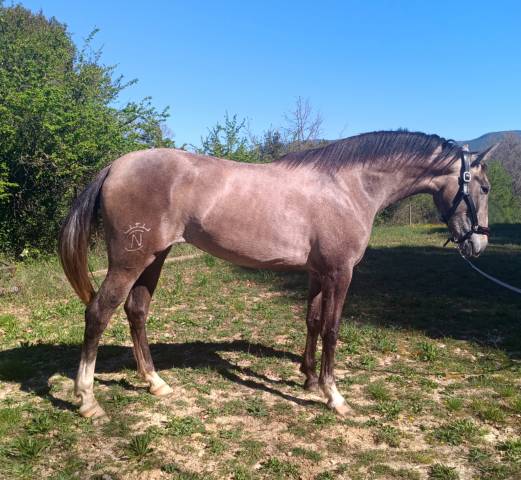 Très belle et grande jument