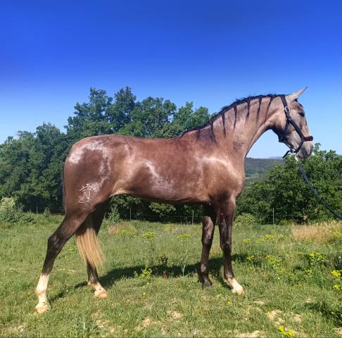 Très belle jument pre pp