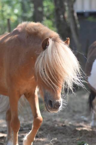 Pommy : pommy - étalon miniature 