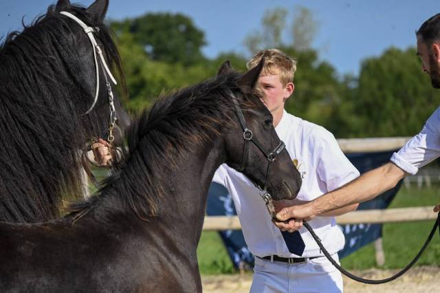 Magnifique pouliche frison de 1 an
