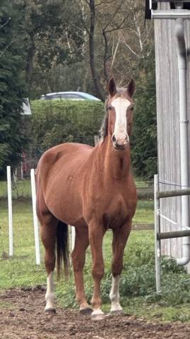 Hongre selle français 