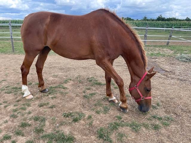 Jument 2006 pour loisir ou reproduction