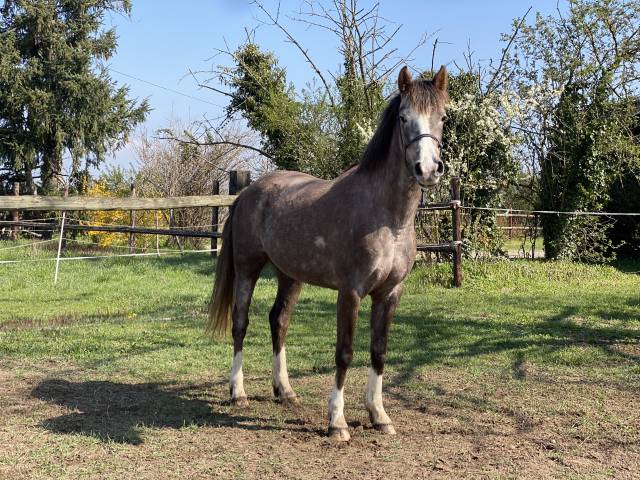 Jument dsa (pp) 4 ans