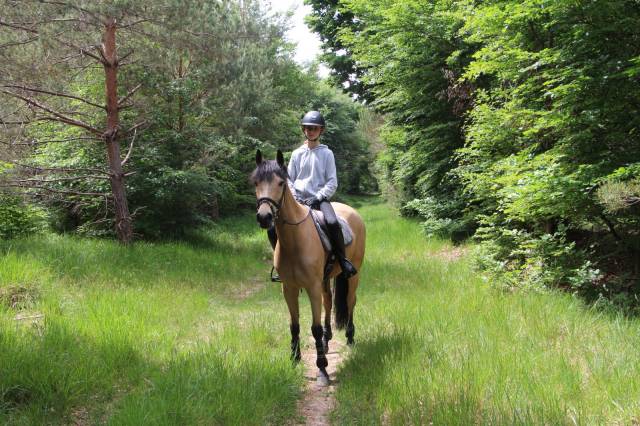 Poney d de cce Ă louer