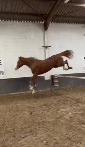 Hongre de 9 ans a vendre