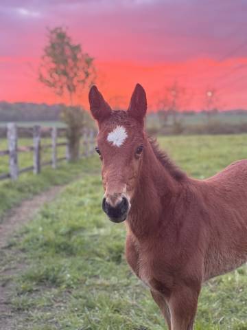 Poulain mâle 2026 chaplin x nervoso