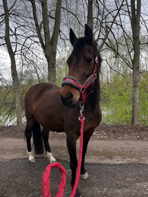 A vendre / à confier 