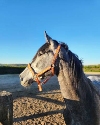 Jument espagnol  3ans