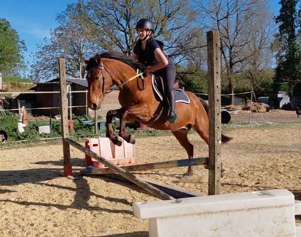 Poney d 3ans hongre pp