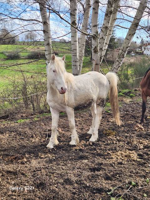 Sauvetage - 2 poulains de 3 ans et 2 de 1 ans à placer 