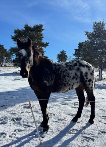 Vend appaloosa oc hongre de 5 ans