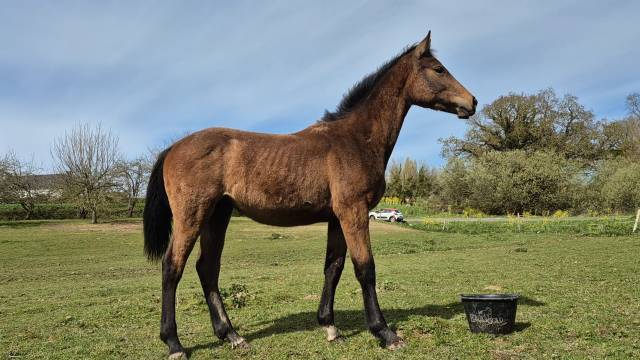 Poulian par grimsky semilly