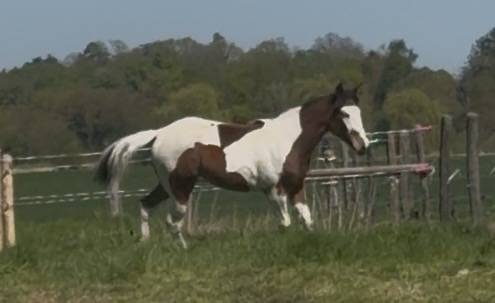 Pouliche pie paint horse
