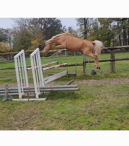 Entier palomino oncs 2013