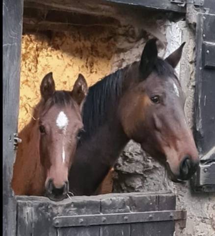 Poulinière aa   2018  5,5 points pace