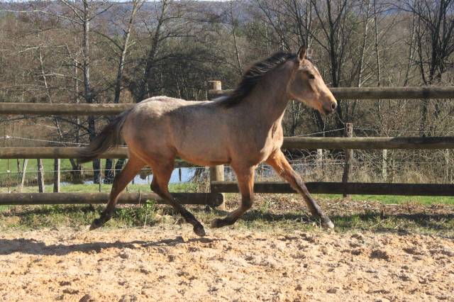 Jeune pouliche isabelle 