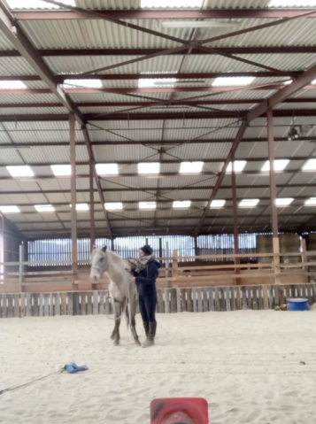 Stages équitation – haras au cœur des possibles