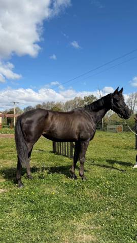 à vendre ou à échanger - bwp, 165cm, 2014