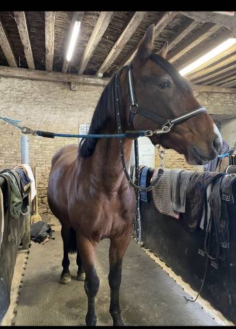 Trotteur a vendre de 6 ans