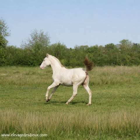 Pouliche 1 an pp race crème de robe crème .
