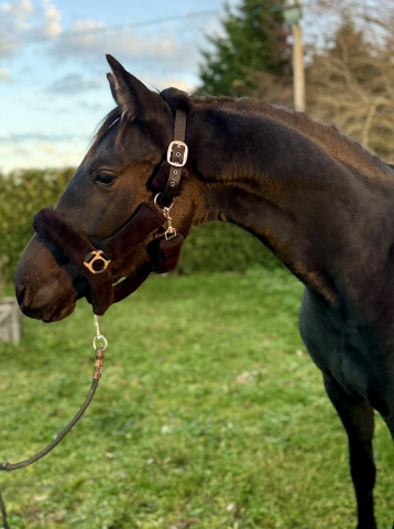 Jument de dressage Ă vendre