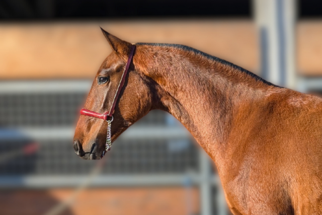 Hispana soto gil, une proximité naturelle avec l’humain