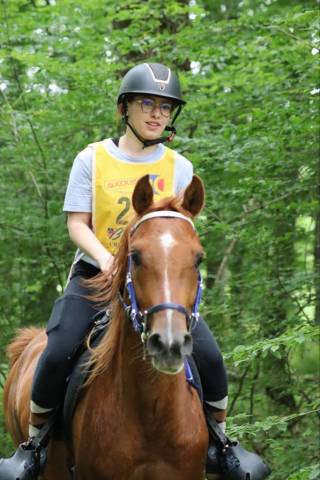 Hongre pur sang arabe de 6 ans