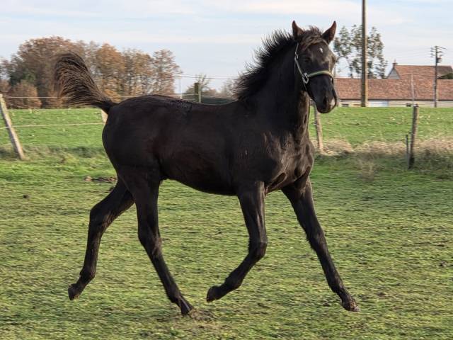 Poulain mâle oc zangersheide / p.r.e. 2025