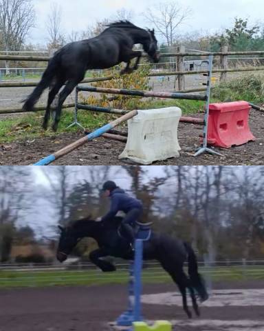 Jument aqps de 7 ans – polyvalente avec du potentiel