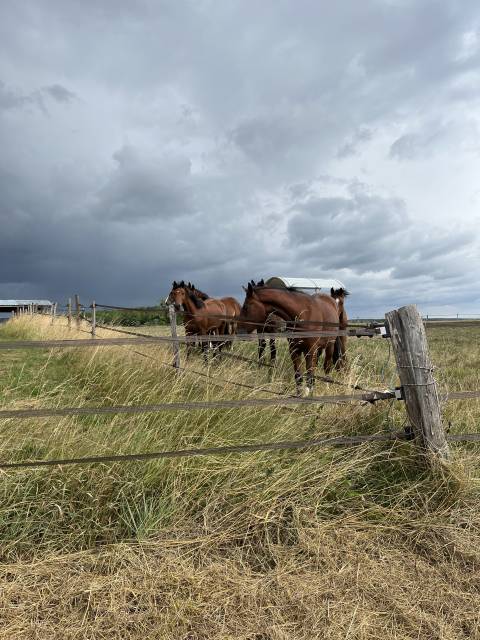 Propriété équestre rare -74 hectares - outil profession