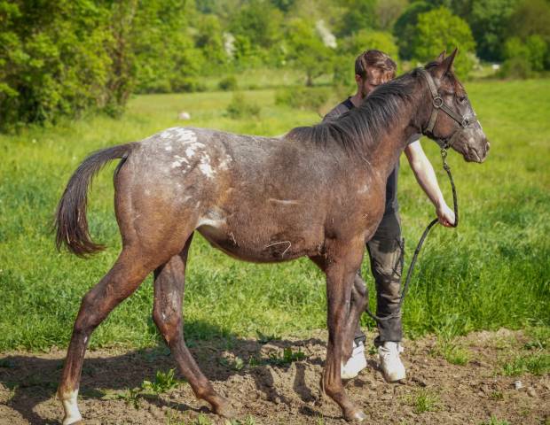 Little moon straw rock - pouliche appaloosa