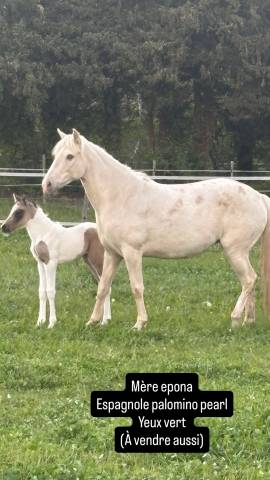 Pouliche pie isabelle 