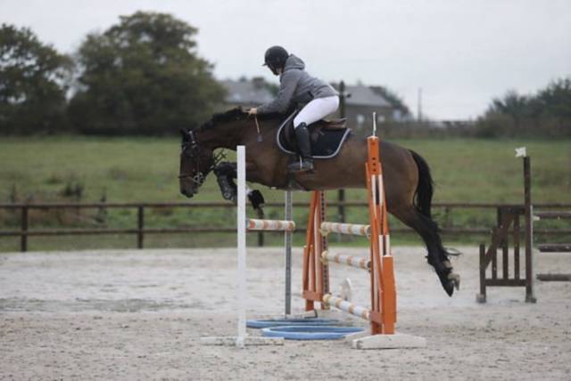 Poney français de selle