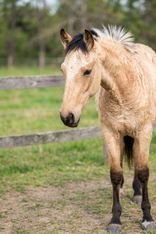 Pouliche pleins papiers race crème robe isabelle