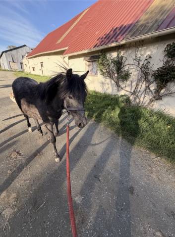 Poney mâle 8 mois à vendre 