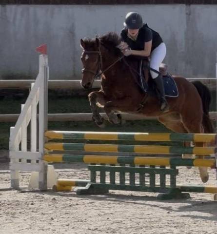 Poney français de selle 8 ans 