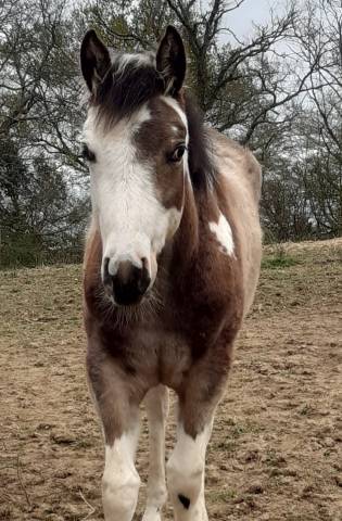 Pouliche paint horse 