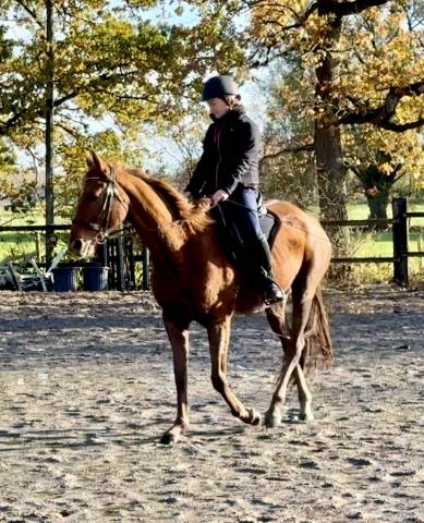 Jument anglo arabe complément 9 ans