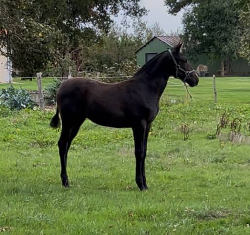 Primavera pamaro (pouliche pre pp)