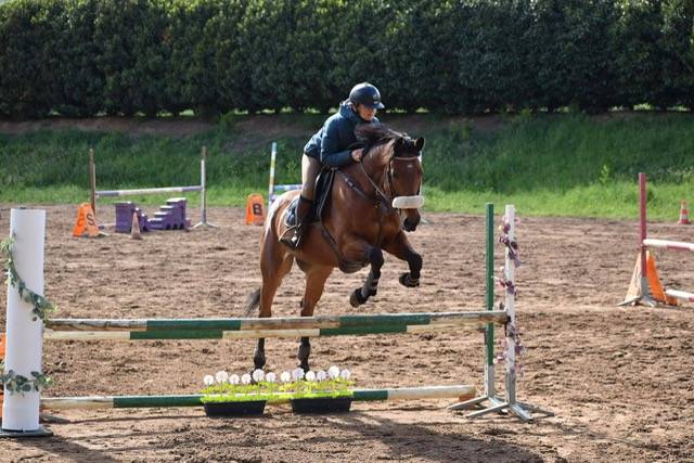 Hongre 13 ans loisir/balade